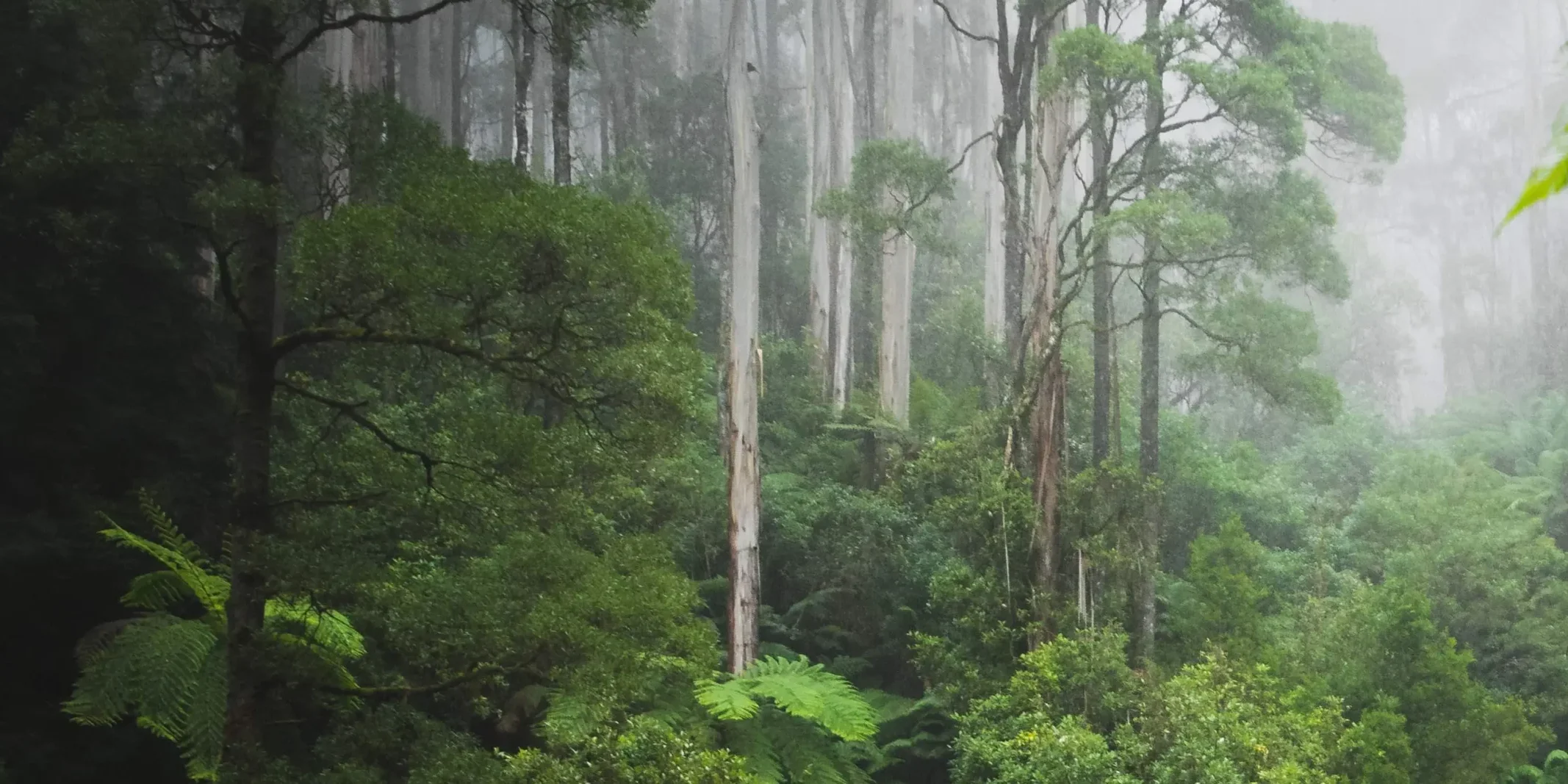 carbon-negative-3600x1500-v2